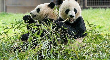 Giant pandas will arrive at D.C.'s National Zoo this week