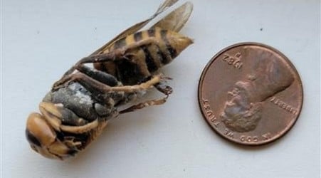 Suspected northern giant hornet found near Gig Harbor