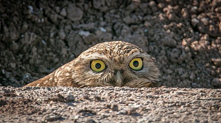 Boiling Point: Burrowing owls and solar farms will need to coexist