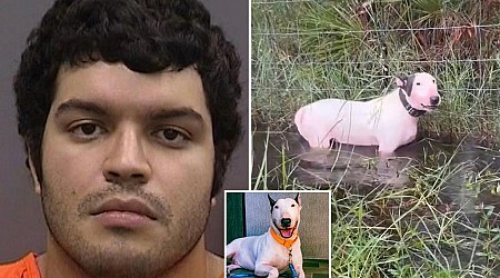 Florida man charged with abandoning dog on side of road during evacuation of Hurricane Milton