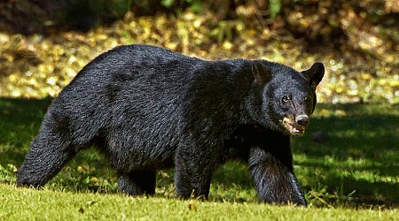 Bear visits University of Montana campus, follows student