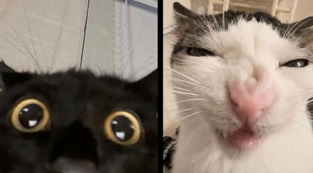 22 Silly Cats From Gloriously Goofy Angles to Cure the Curse of the Human Condition With LOLs