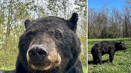 Minnesota Black Bear Needs Your Help To Fatten Up For Winter