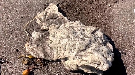 Mysterious white blobs washing up on Newfoundland beaches