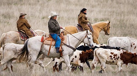 Stay On A Working Cattle And Bison Ranch In Montana