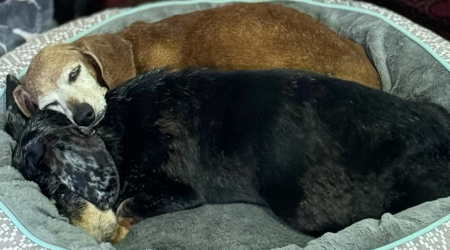 Shelter Dog Loses Her Best Friend Of 17 Years, But Then Vintage Pet Rescue Found His Plushie Twin