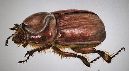 New Beetle Species is Named After Photographer Behind ‘The Photo Ark’