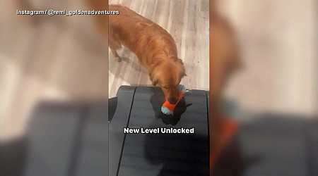 WATCH: Golden retriever finds new trick to playing fetch