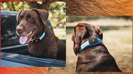 This Talking Pet Collar Is Like a Chatbot for Your Dog