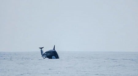 Imágenes impactantes muestran a un misterioso grupo de orcas cazando delfines