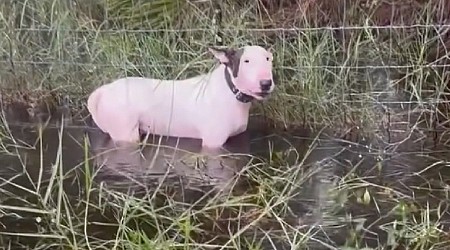 Florida Man Arrested After Allegedly Leaving Dog Tied to Fence Before Hurricane Milton