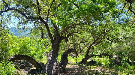 Mesoamerican oak tree species in urgent need of conservation, says report