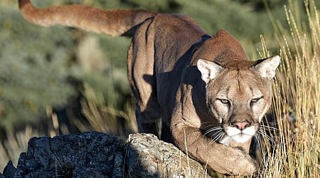 Guides face federal wildlife charges for allegedly leading rogue hunts that killed mountain lions in Idaho, Wyoming