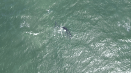 Rare Sighting of Critically Endangered Whale Captured By Drone off Delaware