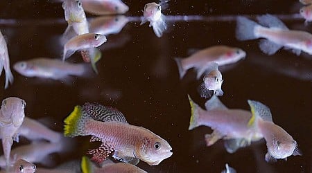 Some fish regrow injured fins and we’re closer to understanding how