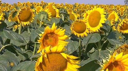 Nature: Sunflowers in South Dakota