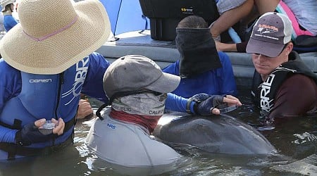 Dolphins breathe in microplastics and it could be damaging their lungs