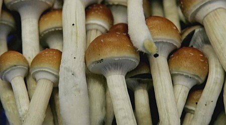 Mass. Question 4: Should some psychedelic drugs be legal?