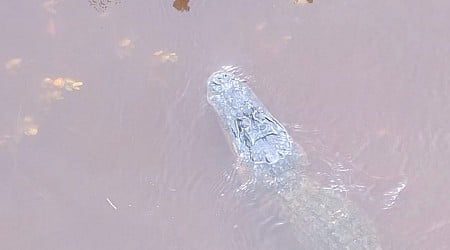 Video shows a stray alligator swimming near Florida's flooded streets after Hurricane Helene displaced it