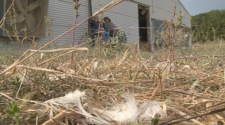 Wisconsin farmers grapple with impacts from closure of Iowa chicken processing plant