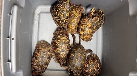 Woman pleads guilty to attempting to smuggle protected turtles