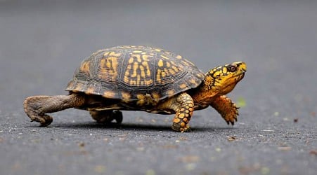 Woman pleads guilty to trying to smuggle 29 turtles across a Vermont lake into Canada by kayak