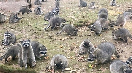 Woman calls 911 when 100 aggressive raccoons show up in her yard