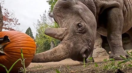 Rhinos Get In the Halloween Spirit by Adorably Goring Pumpkins