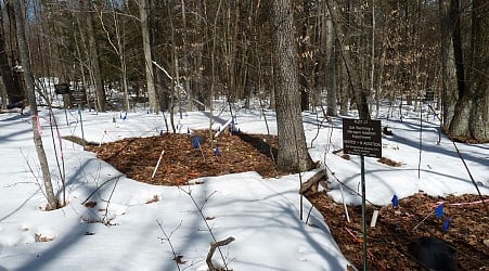 New research reveals climate change impact on Northeastern forests may be lower than expected