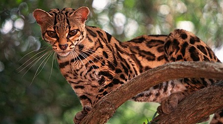 5 Photos Of Overlooked, Yet Adorable, Wildcats Of Latin America (Spoiler: One Spends Nearly Its Entire Life In The Trees)