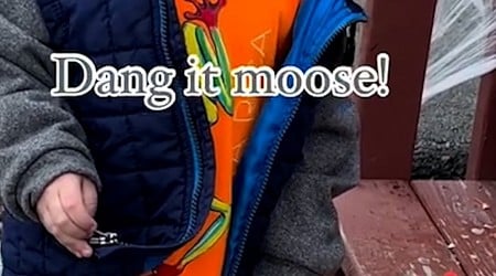 WATCH: ‘Dang it, moose': Young boy in Alaska is adorably angry after moose eats his pumpkin