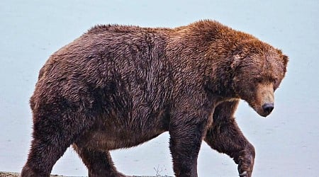 Tierischer Wettbewerb: «Fat Bear»-Wahlen: «Jumbo Jet» und «Chunk» im Rennen