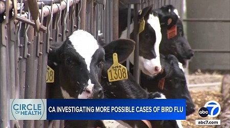 Bird flu cases rise among dairy workers in California amid growing herd infections