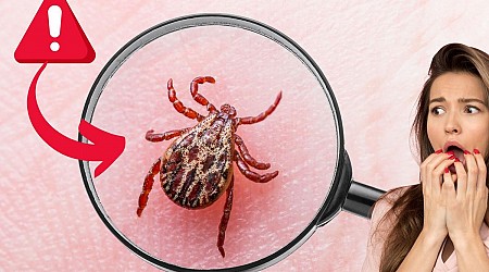 Tick in Illinois Discovered to Cause a Rare EME Disease