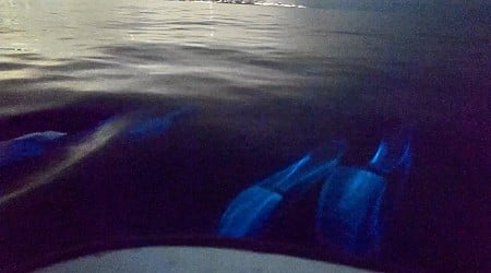 Video: Dolphins bound about amid bioluminescence off California coast