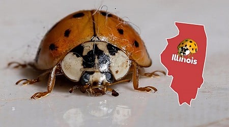 How To Stop Asian Lady Beetles From Invading Illinois Homes