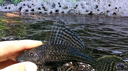 Mysterious holes on Florida riverbanks identified as 'catfish condos'