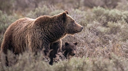 World famous grizzly bear fatally struck in Wyoming had yearling cub with her