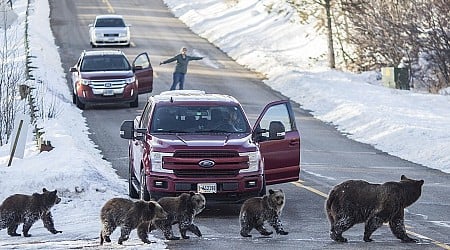 Grand Teton grizzly bear No. 399 that delighted visitors for decades is killed by vehicle in Wyoming