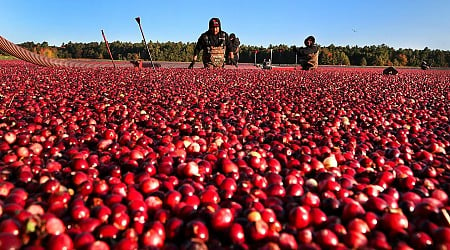 It’s time to corral the cranberries