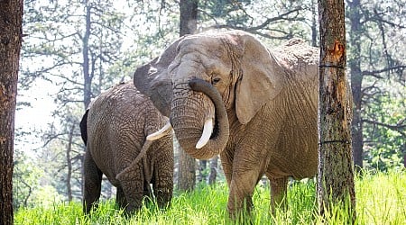 Should elephants have the same rights as people? A Colorado court may decide.