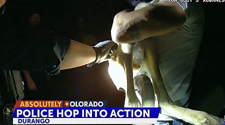 Durango Police engage in "hop pursuit" with kangaroo loose on Main Street