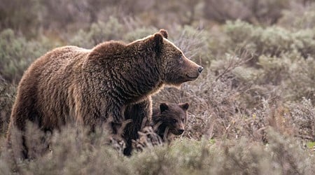 World famous grizzly bear fatally struck in Wyoming