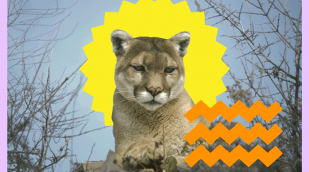 What to do when you see a mountain lion while hiking