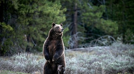 «Queen der Grand Tetons»: Berühmte Grizzly-Bärin in den USA bei Autounfall getötet