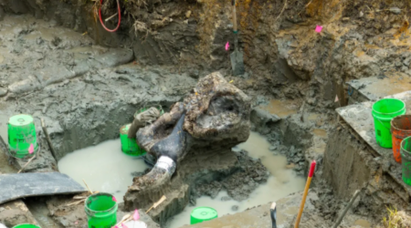 Remarkablly Well-Preserved Bones Of A Mastodon Skeleton Have Been Found And Excavated In Iowa