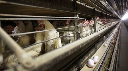 Bird Flu Cases Not Spreading Between Humans, Missouri Tests Show