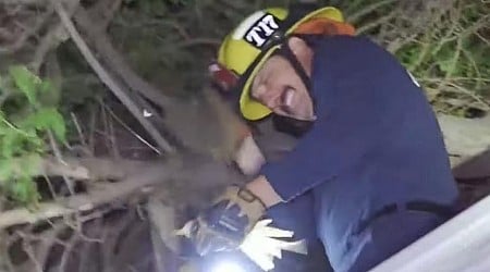 Firefighters rescue parrot, owner's brother from California tree