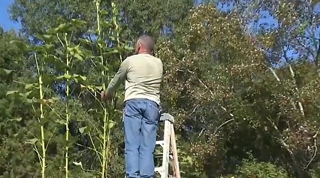 Alabama couple's 16-foot, 10-inch okra plant might be world's largest