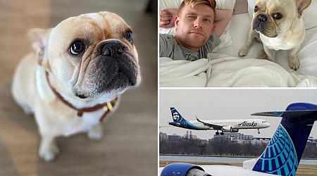 French bulldog dies on Alaska Airlines flight after being bumped from first class to coach: lawsuit